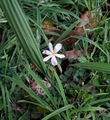 Eleutherine latifolia