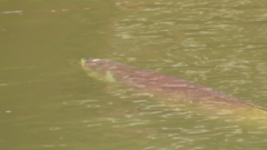 Arapaima