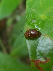 Iphiclus duodecimpustulatus