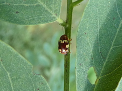 Cryptocephalus badius