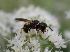 Ectemnius cephalotes