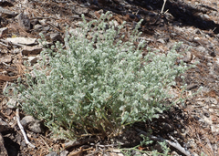 Cryptantha muricata denticulata