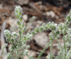 Cryptantha muricata denticulata