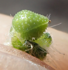 Cryptantha muricata denticulata