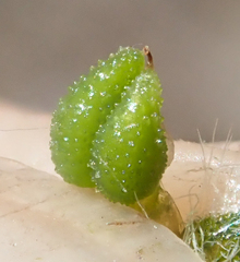 Cryptantha muricata denticulata