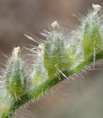 Cryptantha muricata denticulata