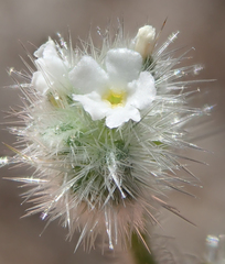 Cryptantha muricata denticulata