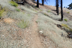 Acanthoscyphus parishii parishii