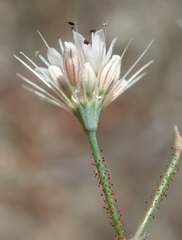 Acanthoscyphus parishii parishii
