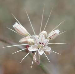 Acanthoscyphus parishii parishii