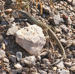 Aspidoscelis tesselatus