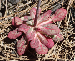 Acanthoscyphus parishii parishii