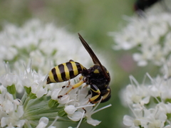 Ectemnius cephalotes