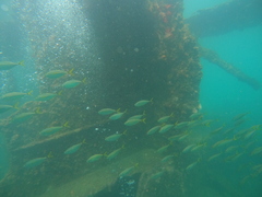 Chloroscombrus orqueta