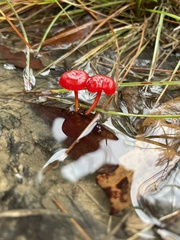 Cruentomycena viscidocruenta