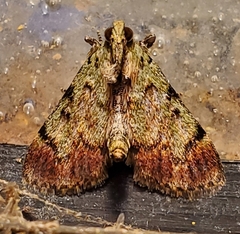 Epipaschia superatalis