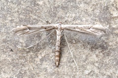 Oidaematophorus