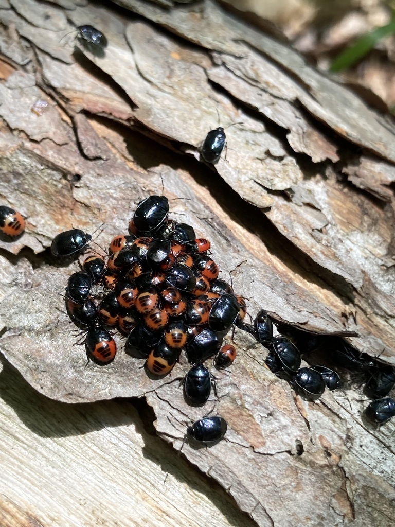 White-margined Burrower Bug from Chittenden County, US-VT, US on July ...