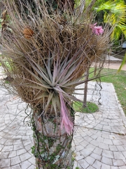 Tillandsia gardneri