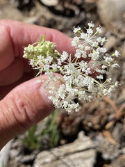 Perideridia parishii latifolia