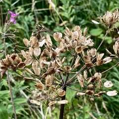 Heracleum sphondylium