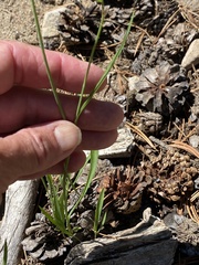 Perideridia parishii latifolia