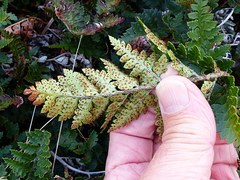 Polystichum oculatum