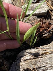 Perideridia parishii latifolia