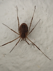 Lacinius ephippiatus