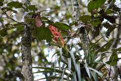 Tillandsia ponderosa