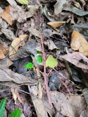 Exocnophila