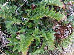 Polystichum oculatum