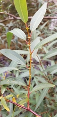 Salix lasiandra caudata