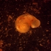 Domed Cavesnail - Photo (c) Ben Hutchins, some rights reserved (CC BY-NC), uploaded by Ben Hutchins