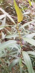 Salix lasiandra caudata