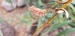 Salix lasiandra caudata
