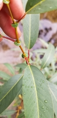 Salix lasiandra caudata