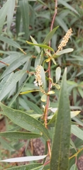 Salix lasiandra caudata