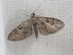 Eupithecia pusillata