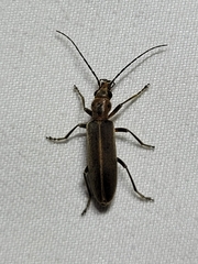 Oxacis trimaculata