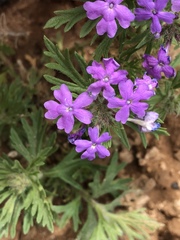 Glandularia latilobata
