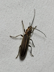 Oxacis trimaculata