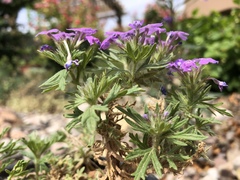 Glandularia latilobata