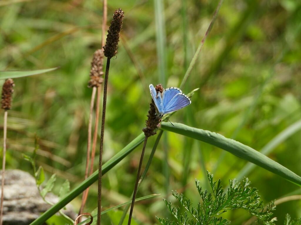 Adonis Blue