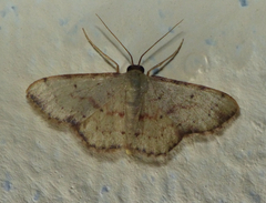 Idaea craspedota