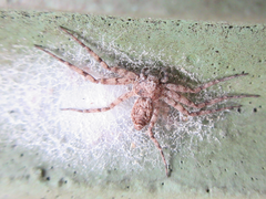 Philodromus spinitarsis
