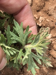 Glandularia latilobata