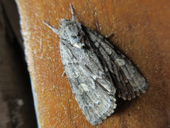 Acronicta adaucta