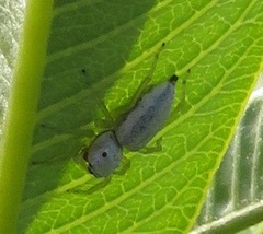 Phintella lajuma