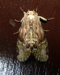 Chadisra bipars